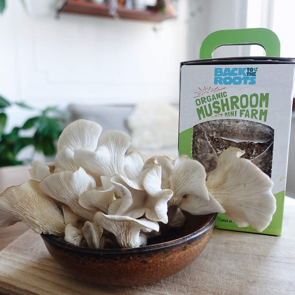 Roots2.jpg Back to the Roots Organic Mini Mushroom Grow Kit - Image 2